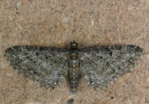 Réf. 185 004 : Eupithecia subfuscata